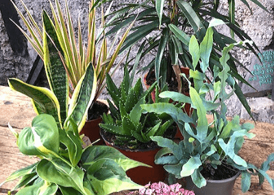 houseplants bundle