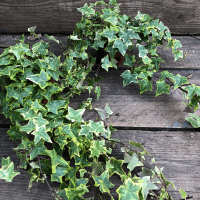 Trailing Ivy - Long! - Battersea Flower Station