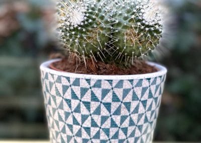 Cactus aztex