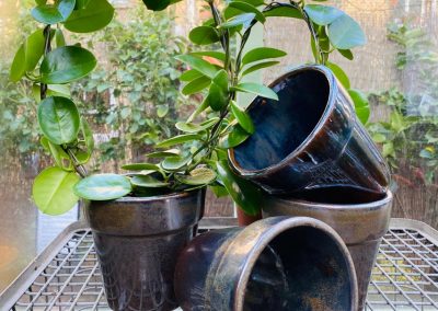 stephanotis hoop in blue pot