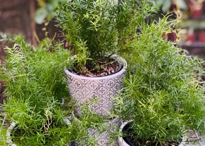 Asparagus Fern in Black Patterned Pot