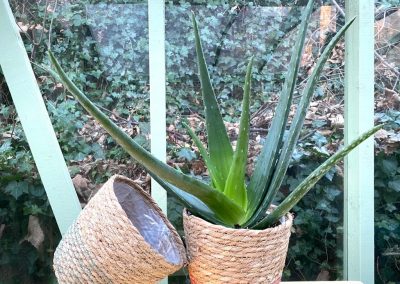 Aloe Vera in Basket