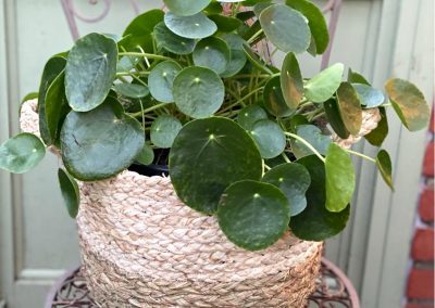 Large Chinese Money Plant in Basket